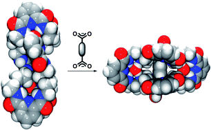 Graphical abstract: Tunable, shape-shifting capsule for dicarboxylates