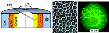Graphical abstract: Continuous droplet interface crossing encapsulation (cDICE) for high throughput monodisperse vesicle design