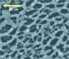 Graphical abstract: Shear banding in a yield stress bearing Langmuir monolayer