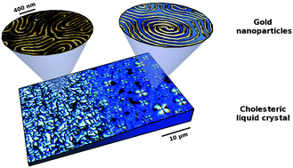 Graphical abstract: Cholesteric liquid crystal self-organization of gold nanoparticles