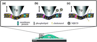 Graphical abstract: Characterization of cholesterol-depleted or -restored cell membranes by depth-sensing nano-indentation