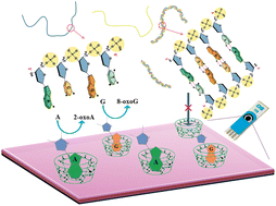 Graphical abstract: A cyclodextrin host–guest recognition approach to a label-free electrochemical DNA hybridization biosensor
