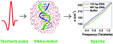 Graphical abstract: Terahertz-time domain spectroscopy for the detection of PCR amplified DNA in aqueous solution