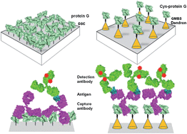 Graphical abstract: Synergistic effect of orientation and lateral spacing of protein G on an on-chip immunoassay