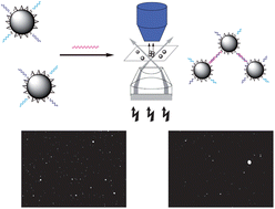 Graphical abstract: Highly sensitive DNA hybridization detection with single nanoparticle flash-lamp darkfield microscopy