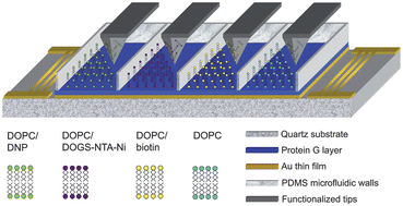 Graphical abstract: Convergence of Dip-Pen Nanolithography and acoustic biosensors towards a rapid-analysis multi-sample microsystem