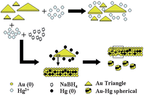 Graphical abstract: Ultra-low level optical detection of mercuric ions using biogenic gold nanotriangles