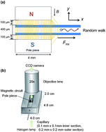 Graphical abstract: Brownian motion-magnetophoresis of nano/micro-particles