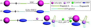 Graphical abstract: A new strategy for the detection of adenosine triphosphate by aptamer/quantum dot biosensor based on chemiluminescence resonance energy transfer