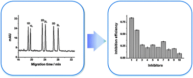 Graphical abstract: A novel chiral ligand exchange capillary electrophoresis system with amino acid ionic liquid as ligand and its application in screening d-amino-acid oxidase inhibitors