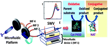 Graphical abstract: Screening reactive metabolites bioactivated by multiple enzyme pathways using a multiplexed microfluidic system