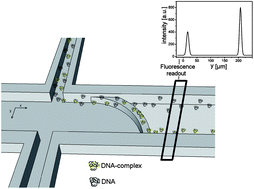 Graphical abstract: Fast and continuous-flow separation of DNA-complexes and topological DNA variants in microfluidic chip format
