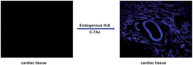 Graphical abstract: Fluorescent probe for highly selective and sensitive detection of hydrogen sulfide in living cells and cardiac tissues