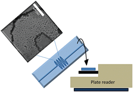 Graphical abstract: Integration of multiple components in polystyrene-based microfluidic devices part II: cellular analysis