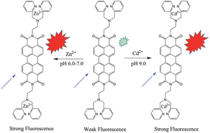 Graphical abstract: A turn-on fluorescent sensor for zinc and cadmium ions based on perylene tetracarboxylic diimide