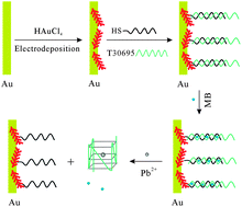 Graphical abstract: A selective amperometric sensing platform for lead based on target-induced strand release