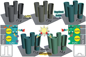 Graphical abstract: Visible light photoelectrochemical sensor based on Au nanoparticles and molecularly imprinted poly(o-phenylenediamine)-modified TiO2 nanotubes for specific and sensitive detection chlorpyrifos