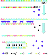 Graphical abstract: An oligonucleotide-based label-free fluorescent sensor: highly sensitive and selective detection of Hg2+ in aqueous samples