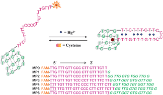 Graphical abstract: G-quadruplex fluorescence quenching ability: a simple and efficient strategy to design a single-labeled DNA probe