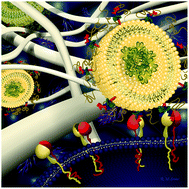 Graphical abstract: PR_b functionalized stealth liposomes for targeted delivery to metastatic colon cancer