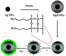 Graphical abstract: A highly selective and sensitive nanoprobe for detection and imaging of the superoxide anion radical in living cells