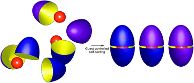 Graphical abstract: Guest-controlled self-sorting in assemblies driven by the hydrophobic effect