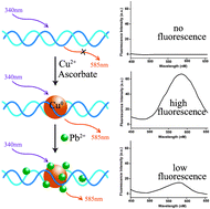 Graphical abstract: Random dsDNA-templated formation of copper nanoparticles as novel fluorescence probes for label-free lead ions detection