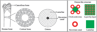 Graphical abstract: Bottom-up approach to build osteon-like structure by cell-laden photocrosslinkable hydrogel