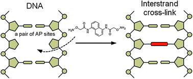 Graphical abstract: Interstrand cross-link of DNA by covalently linking a pair of abasic sites