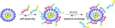Graphical abstract: Self-assembly and selective exchange of oligoanions on the surface of monolayer protected Au nanoparticles in water
