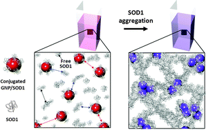 Graphical abstract: Colorimetric tracking of protein structural evolution based on the distance-dependent light scattering of embedded gold nanoparticles