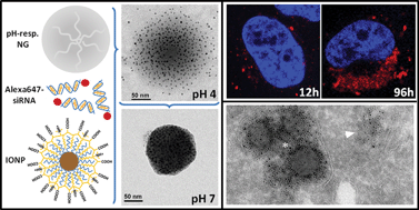 Graphical abstract: Magnetic pH-responsive nanogels as multifunctional delivery tools for small interfering RNA (siRNA) molecules and iron oxide nanoparticles (IONPs)