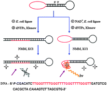 Graphical abstract: A label-free fluorescence DNA probe based on ligation reaction with quadruplex formation for highly sensitive and selective detection of nicotinamide adenine dinucleotide