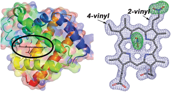 Graphical abstract: Unveiling the three-dimensional structure of the green pigment of nitrite-cured meat