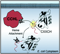 Graphical abstract: Cytochrome c heme lyase can mature a fusion peptide composed of the amino-terminal residues of horse cytochrome c