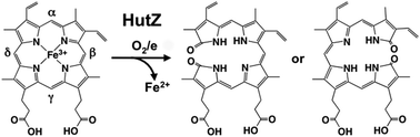 Graphical abstract: A heme degradation enzyme, HutZ, from Vibrio cholerae