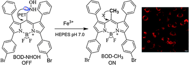 Graphical abstract: A turn-on fluorescent probe based on hydroxylamine oxidation for detecting ferric ion selectively in living cells