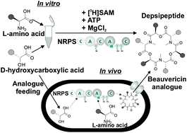 Graphical abstract: In vitro chemoenzymatic and in vivo biocatalytic syntheses of new beauvericin analogues