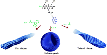 Graphical abstract: Control of peptide assembly through directional interactions