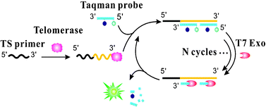 Graphical abstract: A sensitive fluorescence strategy for telomerase detection in cancer cells based on T7 exonuclease-assisted target recycling amplification