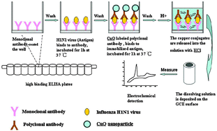Graphical abstract: Highly sensitive electrochemical immunoassay for H1N1 influenza virus based on copper-mediated amplification
