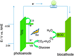 Graphical abstract: Improving the performance of a membraneless and mediatorless glucose–air biofuel cell with a TiO2 nanotube photoanode