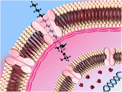 Graphical abstract: Dual active ionic liquids and organic salts for inhibition of microbially influenced corrosion