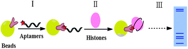 Graphical abstract: Preparation and characterization of DNA aptamer based spin column for enrichment and separation of histones