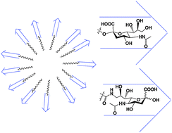 Graphical abstract: Exploring the effect of sialic acid orientation on ligand–receptor interactions