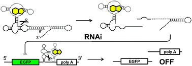 Graphical abstract: Synthetic mammalian riboswitches based on guanine aptazyme