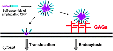 Graphical abstract: Self-assembling mini cell-penetrating peptides enter by both direct translocation and glycosaminoglycan-dependent endocytosis