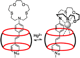 Graphical abstract: Self-assembly of a ternary architecture driven by cooperative Hg2+ ion binding between cucurbit[7]uril and crown ether macrocyclic hosts