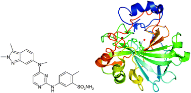 Graphical abstract: Polypharmacology of sulfonamides: pazopanib, a multitargeted receptor tyrosine kinase inhibitor in clinical use, potently inhibits several mammalian carbonic anhydrases