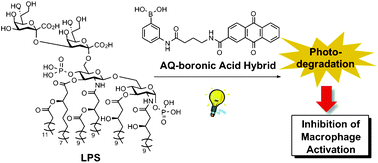 Graphical abstract: Photodegradation of lipopolysaccharides and the inhibition of macrophage activation by anthraquinone–boronic acid hybrids